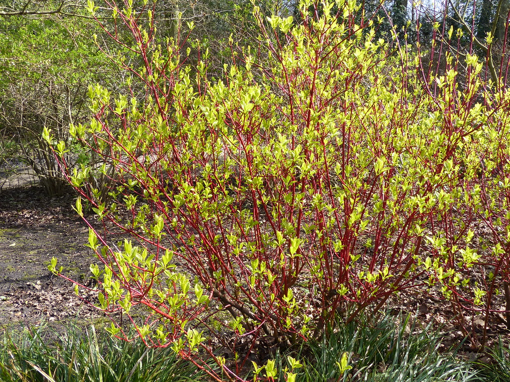 Cornus alba 'Siberian Pearls'